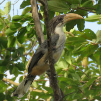 Sri Lanka Grey Hornbill